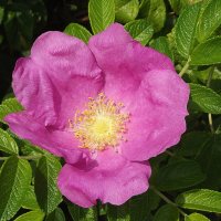 Шиповник :: Freddy 97