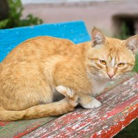 Котя :: Дарья Шуклина