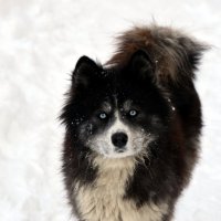 Хаска :: Дарья Шуклина