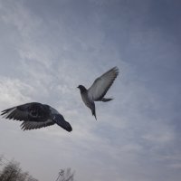 Без названия :: Владимир Носов