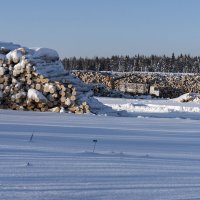 Лесозаготовки :: Сергей Ц