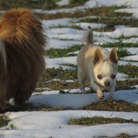 Масяня :: Николай Я Масяня :: Николай Я