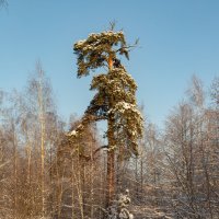 По Шишкину. :: Сергей Татаринов