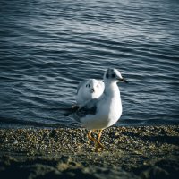 На границе земли и воды :: Илья 