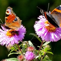 опять про бабочек...406 :: Александр Прокудин