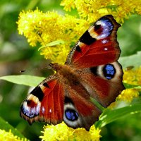 опять про бабочек...409 :: Александр Прокудин