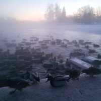 Утки :: Сапсан 