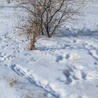 Следы на снегу :: Андрей Хлопонин