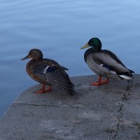 Утиная история :: Дмитрий И_