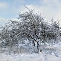 В парке Тондилоо :: Veera V