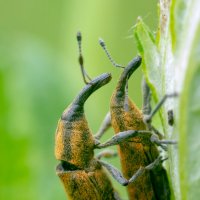 Долгоносики :: Владимир Лазарев