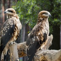 Коршун :: SanSan 