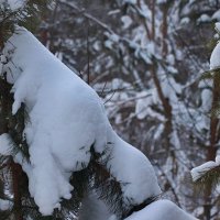 Тяжела снежная шапка :: Любовь Сахарова