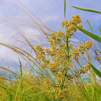 Подмаренник настоящий :: Владимир Кириченко