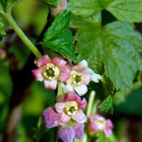 Смородины цветочки. :: nadyasilyuk Вознюк