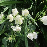 Про Екатеринбург :: Елена Шаламова