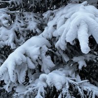 Снежная лапа :: Светлана Грызлова