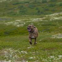 На воле :: Андрей C