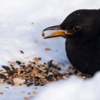 Черный дрозд :: Владимир Безбородов