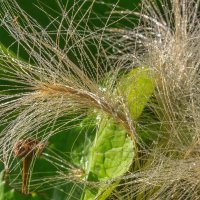 Краски лета. Утренняя роса. :: Алексей Трухин