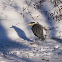 Цапли в городе :: Рита Симонова