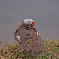 Я всё вижу! :: Валентина  Нефёдова 