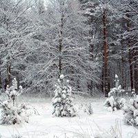 Ёлочный хоровод. :: Лия ☼