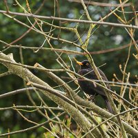 Скворец :: Lucy Schneider 