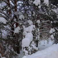 Природа :: Светлана Мишенёва