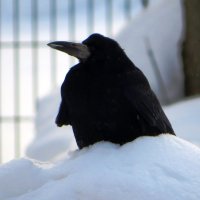 Сидя на сугробе :: Андрей Снегерёв