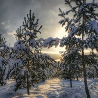 зимним днем ... :: Валентина. .