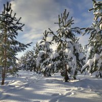 следы на снегу :: Валентина. . следы на снегу :: Валентина. .