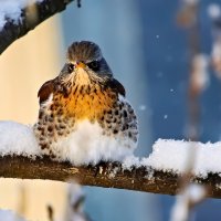 Дрозд  Рябинник :: Laryan1 