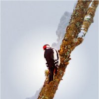 Санитар леса :: Валентин Котляров