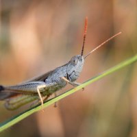 *** :: Надежда Куркина 