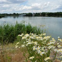 Летний день на пруду... :: Надежда Куркина 