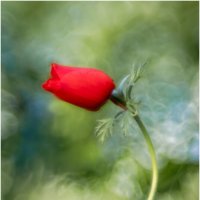 Ве́треница коро́нчатая (лат. Anemóne coronária) :: Александр Григорьев