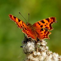 опять про бабочек...413 :: Александр Прокудин