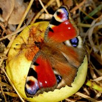 опять про бабочек...415 :: Александр Прокудин