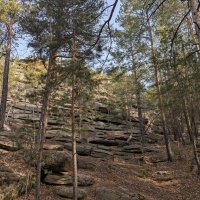 Горные сосны :: Андрей Хлопонин