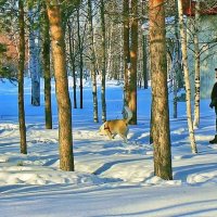 Февраль...На прогулке с собакой в сквере! :: Владимир 
