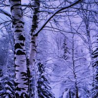 Красота зимы :: Людмила Смородинская