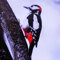 Вот и дятел прилетел :: Людмила Смородинская