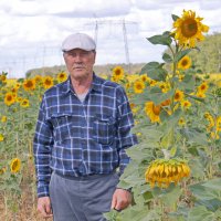 В подсолнухах. :: сергей ермошкин