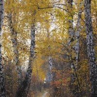 октябрь :: Елена Шаламова