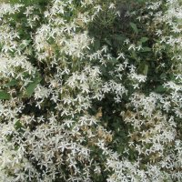 Когда цвели цветы :: Елена Шаламова