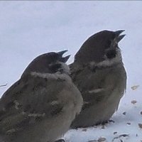 Ненасытные воробышки :: Наталия 