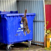 Прыжки с высоты.. :: Михаил. 