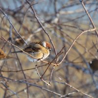 Воробей на ветке :: Александр Синдерёв
