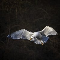 ****** :: Андроник Александр 